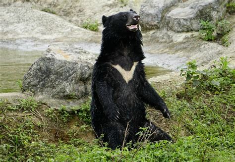 Asiatic Black Bears In Care Of Four Paws Four Paws Australia Animal