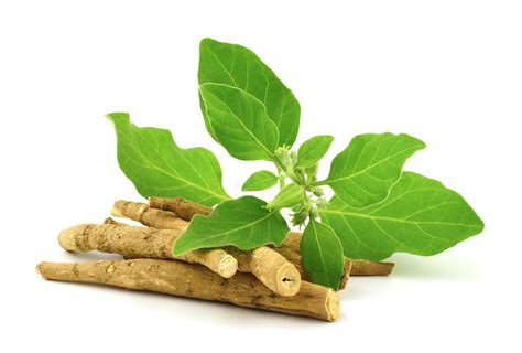 What Is Ashwagandha And How Is It Used Centrum