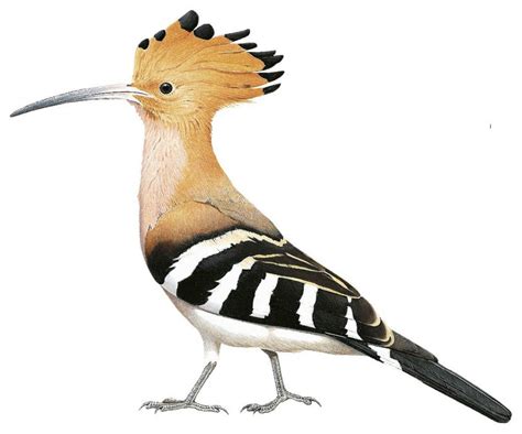 Madagascar Hoopoe Upupa Marginata World Bird Names