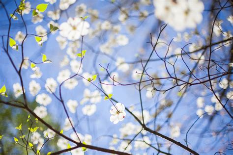 Free Images Tree Nature Branch Plant Sky Sunlight Leaf Flower