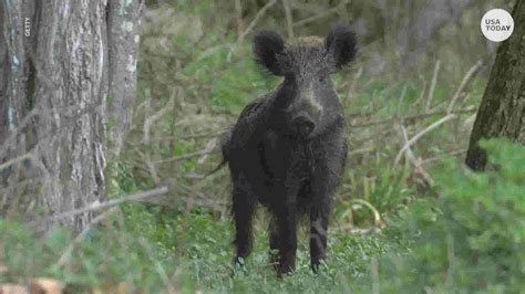 Woman Attacked Killed By Group Of Feral Hogs Outside Texas Home