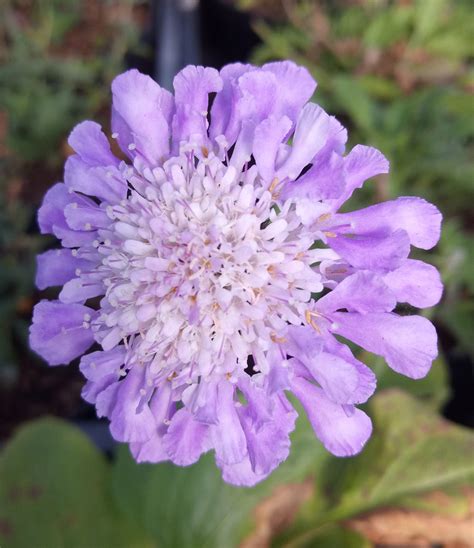 Scabiosa Butterfly Blue 2l Willowbrook Nursery And Garden Centre