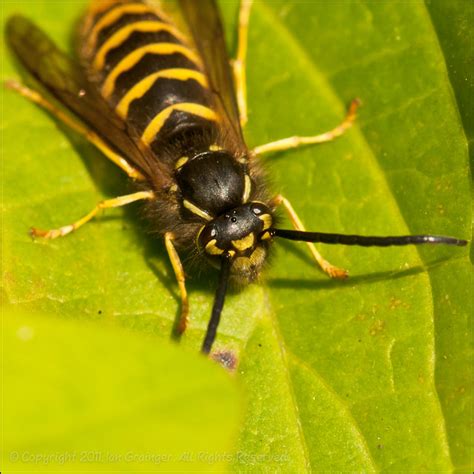 Large Black Wasp With Two Yellow Stripes Its Red Yellow And Black