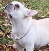 File:Cream french bulldog.jpg - Wikipedia