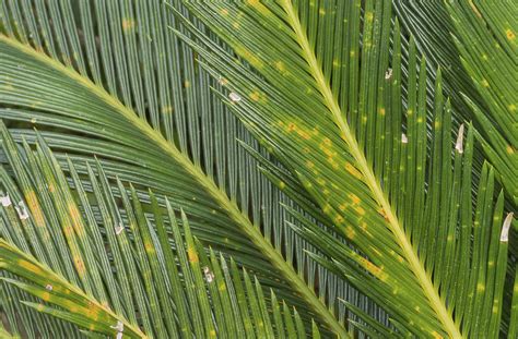 Because your plant was ok for two years before the yellow leaf events, something must have changed in the past year. Sago Palm Diseases And Pests - Common Problems With Sago ...