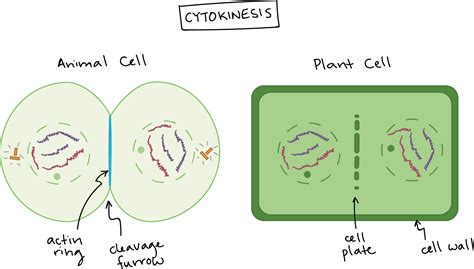 Plant Cell Mitosis Diagram Labeled Definition Stages Purpose With