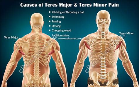 Teres Major And Minor Teres Minor Origin Insertion Action And