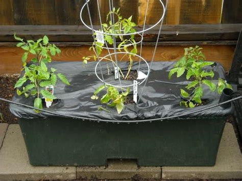 Terrahydro Boxes The Ultimate Self Watering Vegetable