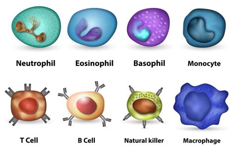 Remarkably Mind Blowing Facts About The Immune System