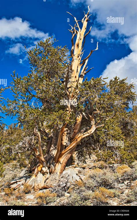 Bristlecone Pine Tree Stock Photo Alamy
