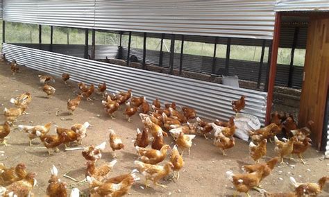 Poultry From SA Banned Due To Avian Flu The Namibian