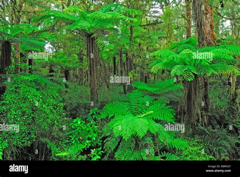 Tree Fern In The Rain Forest New Zealand Southern Island Kahurangi