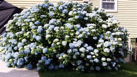 No Pruning Mophead Hydrangea After July 31 For Beautiful Blooms A