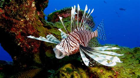 Invasive Lionfish Getting Fat On Native Species Noaa Says Raleigh