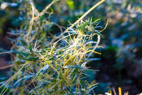 Dodder Genus Cuscuta Is Parasitic And Totally Dependent On Other Host