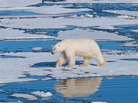 Polar Bears Across The Arctic Are Facing Much Shorter Sea Ice Seasons