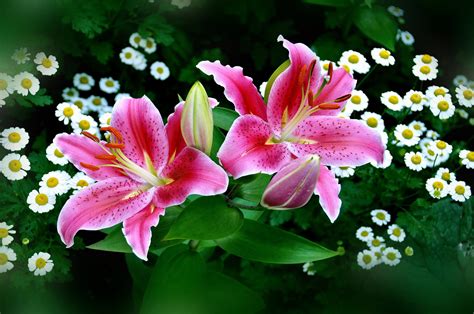 Spring And Easter Lilies Wallpaper Nature And Landscape Wallpaper Better