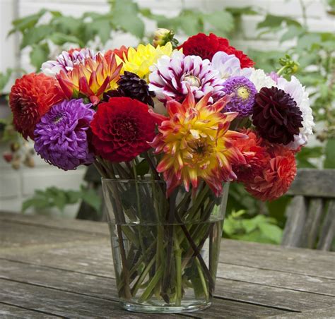 Dahlia Cut Flowers For Sale Giant Dahlia Cut Flowers Youtube