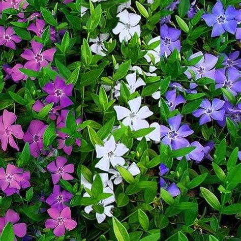 How To Grow And Care For Bigleaf Periwinkle Rayagarden