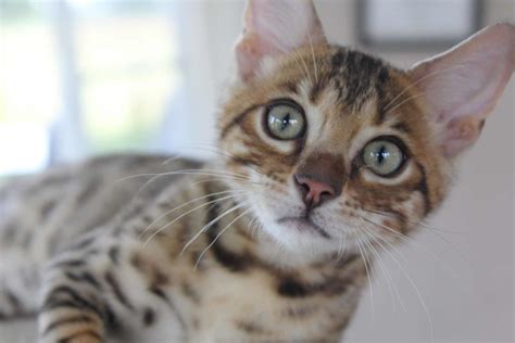 Gallery Bengal Cats And Kittens Having Fun — Pride Of Eire