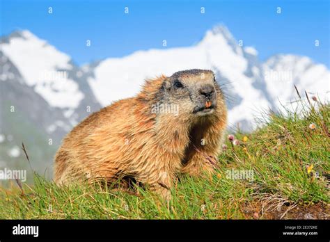 Alpine Marmot Marmota Marmota Stock Photo Alamy