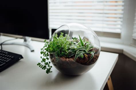 Creating The Best Office Desk Greenery For Desk Jockeys Plants In A Box