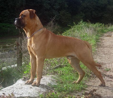 Bullmastiff Wikipedia