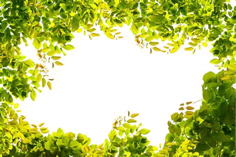 Natural Green Leaves Border Isolate On White Background Stock Photo