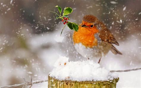 Birds In Snow Wallpapers Top Free Birds In Snow Backgrounds
