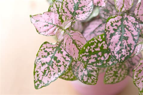 15 Pink Plants For Every Room In Your Home