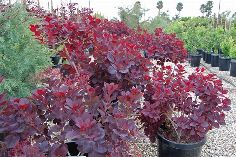 Feuilles pourpres, rouges, écarlates, virevoltantes : Cotinus coggygria 'Royal Purple' | Plants Direct ...