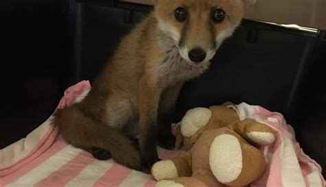 Little Injured Fox Drags His Legs To Man Who Can Help Him The Dodo