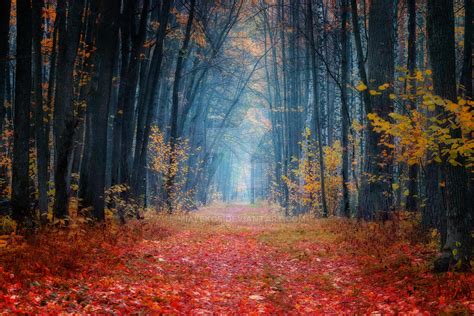Autumn Forest By Mialekos On Deviantart