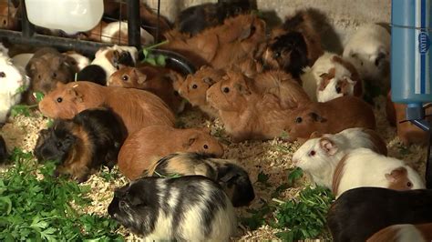 The sow gives birth to baby guinea pigs after 2 months of pregnancy. Chatsworth guinea pig rescue hopes for adoptions as rodent ...