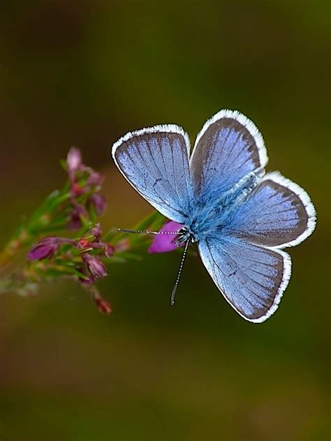 Uk Butterflies Silver Studded Blue Plebejus Argus