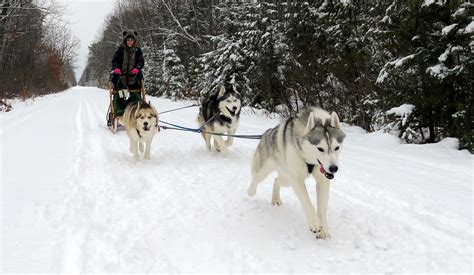 Gone To The Snow Dogs Gonetothesnowdogs Dog Sledding Mush With