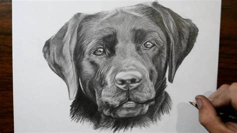 Https://wstravely.com/draw/how To Draw A Black Lab Puppy Face