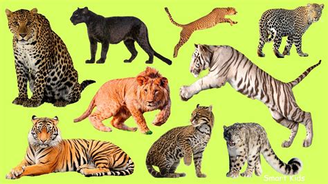 Learn Names Greatest Big Cats In English Learn Sounds Of Greatest Big