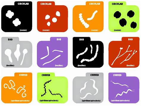 Relentlessly Fun Deceptively Educational Microbes Memory Game Free
