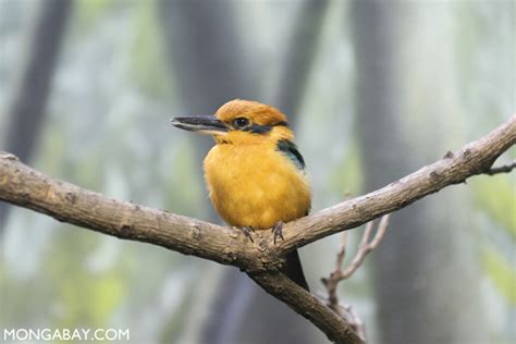 13 Newly Discovered Birds Declared Extinct Focusing On Wildlife