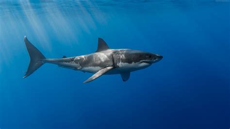 Great White Shark White Sharks Shark