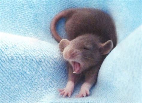 Cute Yawning Rat Pet Mice Cute Animals Baby Animals