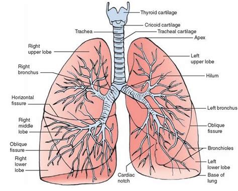 Lung Diagram Lungs Image Simple Lungs Diagram Respiratory System