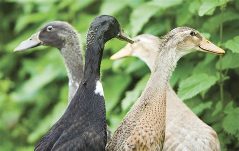 Best Duck Breeds To Keep In The Garden The Field