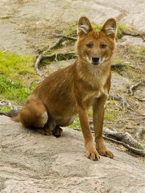 Dholeasian Wild Dog The Animal Facts Diet Habitat Appearance