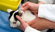Ear Polyps in Cats | PetCoach