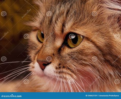 Siberian Cat Stock Image Image Of Fluffy Feline Beautiful 54663159