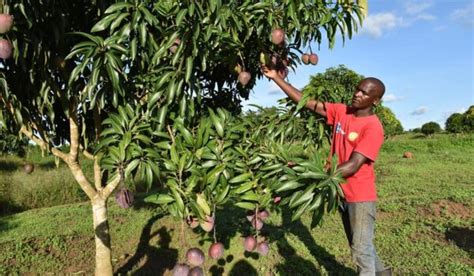 MANGO PRODUCTION National Agricultural Advisory Services
