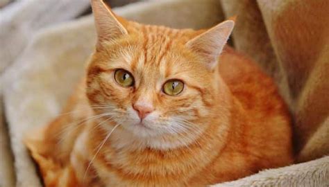 Que Raza Son Los Gatos Naranja Origen y Características