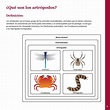 Cartilla Artrópodos - documento para promoción - ¿Qué son los ...